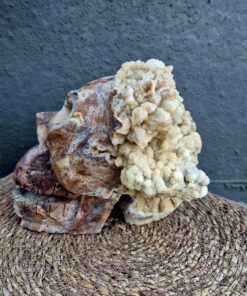 Zingende Sfalariet schedel