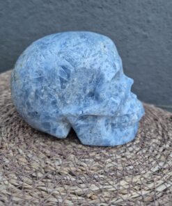 Alternative view of Celestien schedel