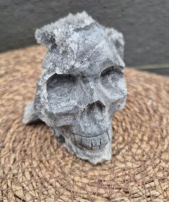 Alternative view of Sfalariet schedel