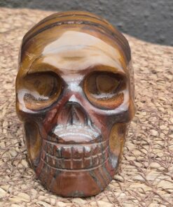 Alternative view of Tijgerijzer schedel 2