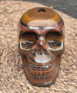 Alternative view of Tijgerijzer schedel 1