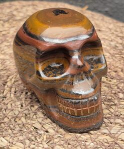 Tijgerijzer schedel 1