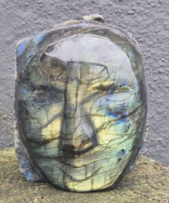 Labradoriet hoofd (skull)