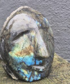 Labradoriet hoofd (skull)