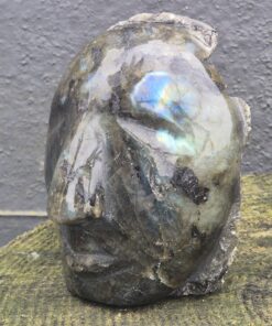 Alternative view of Labradoriet hoofd (skull)