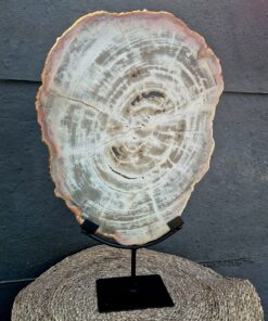 Versteend hout op standaard