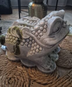 Lemoen jade money toad, geldpad