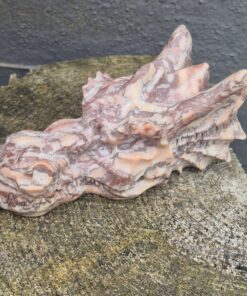 Alternative view of Agaat waterdraken skull
