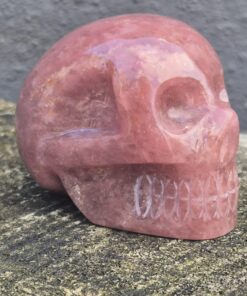 Alternative view of Braziliaanse Aardbeienkwarts Wilson skull